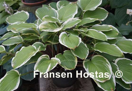 Hosta Chariots of Fire